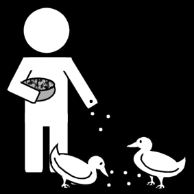 feed the ducks